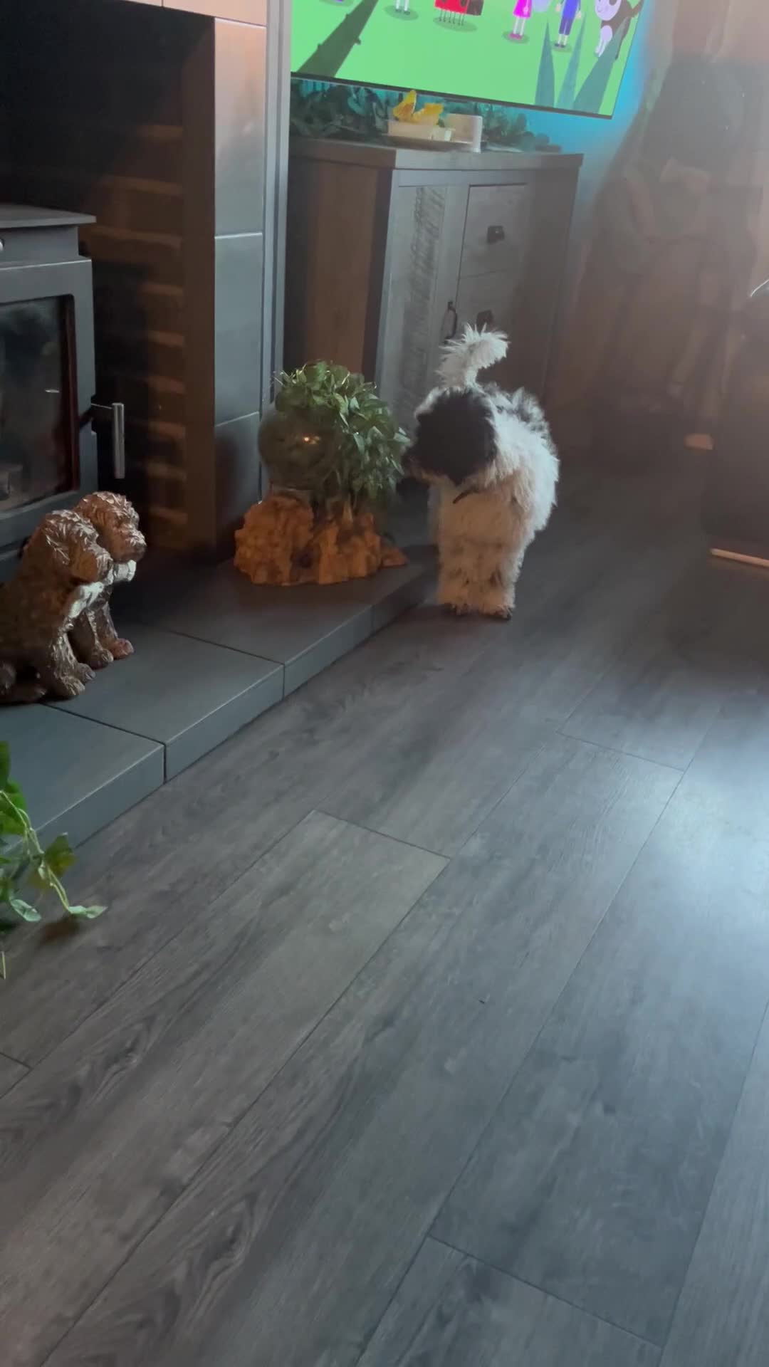Miniature Poodle dogs for sale: Parti poodle  - Video 1