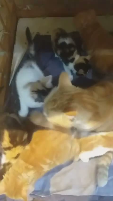 Mixed Breed cats for sale: Beautiful kittens  in Woking - Video 1