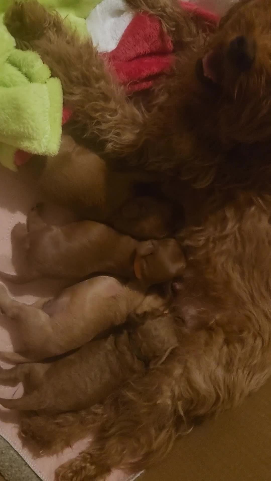 Cavapoo dogs for sale: 🐾 F1B Cavapoo Puppies – Ready 5th September 🐾 - Video 1
