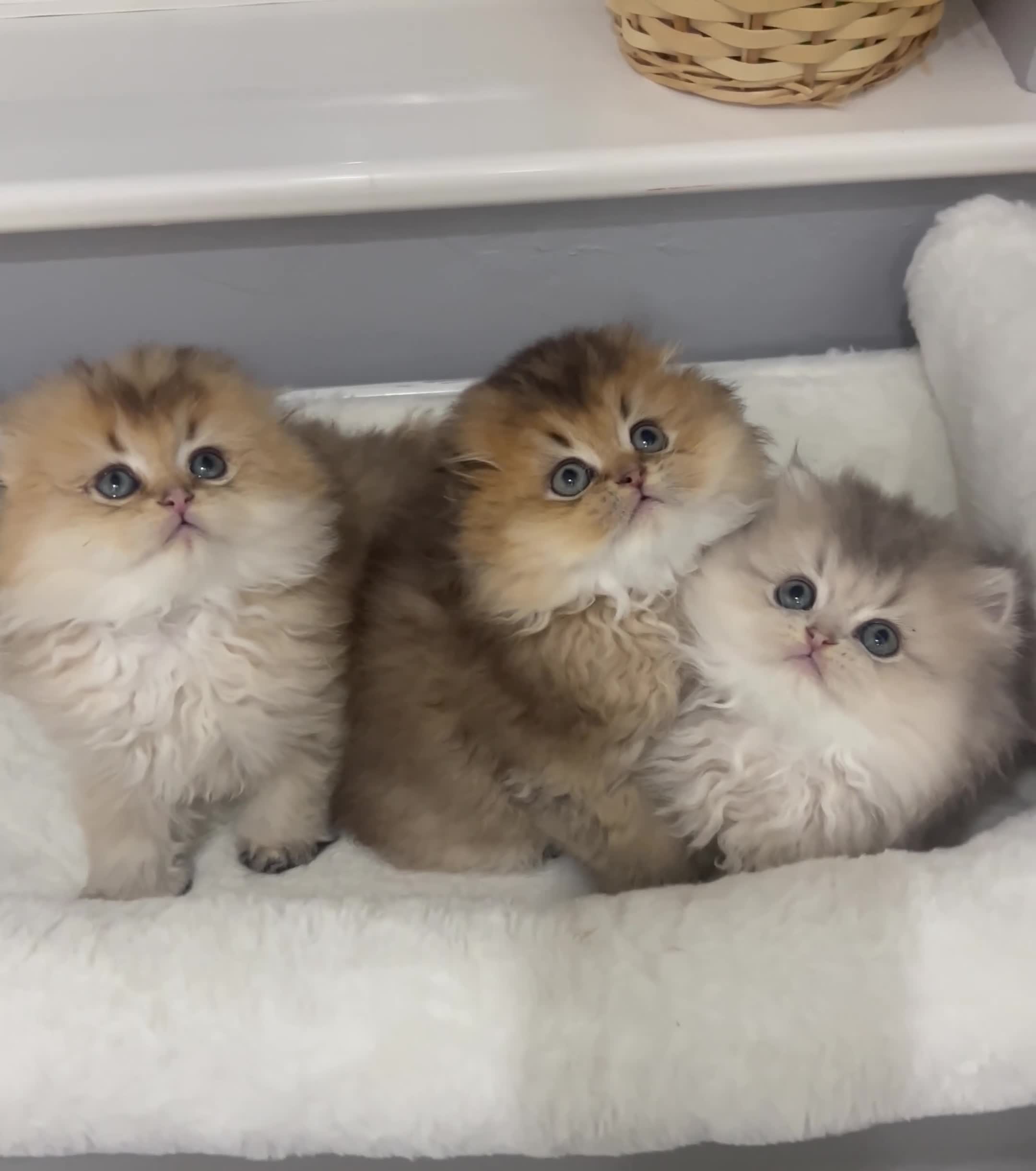 Scottish Fold cats for sale: Pedigree cutest SFLH kittens   - Video 5