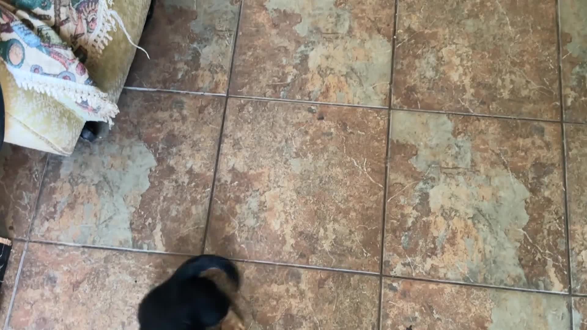 Dachshund dogs for sale: Dashound puppy’s - Video 2