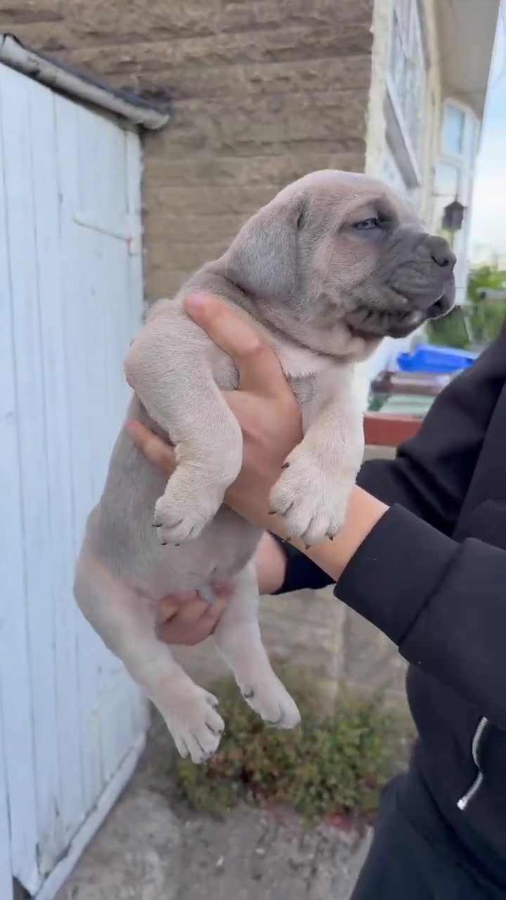 Cane Corso dogs for sale: Cane Corso puppies - Video 1