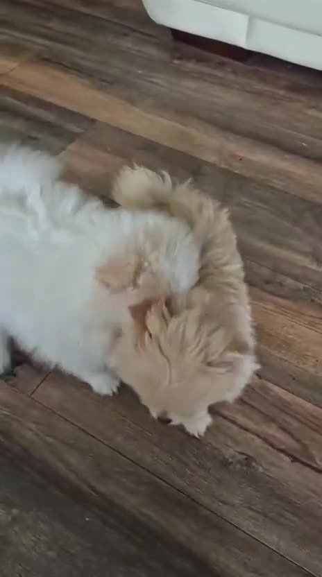 Pomeranian dogs for sale: READY TO MELT YOUR HEART TINYTEDDYBEAR POMERANIAN  - Video 1