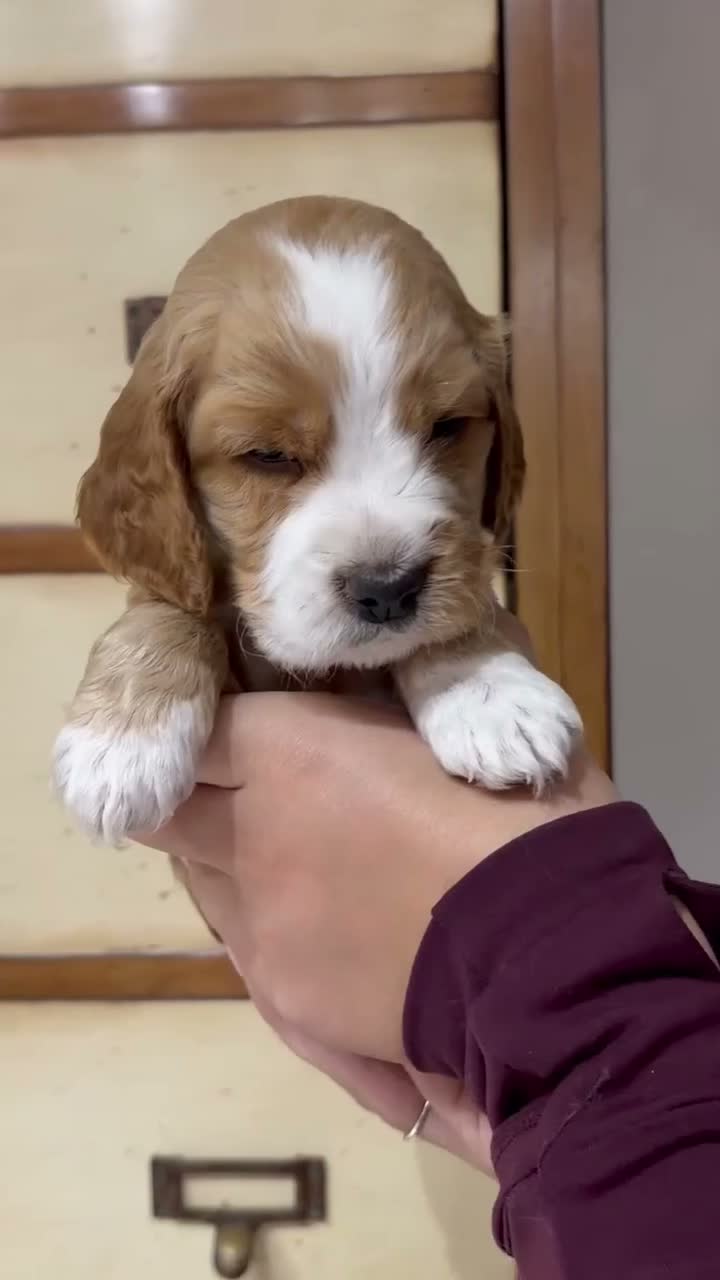 Cocker Spaniel dogs for sale: A gorgeous Spaniel boy  - Video 1