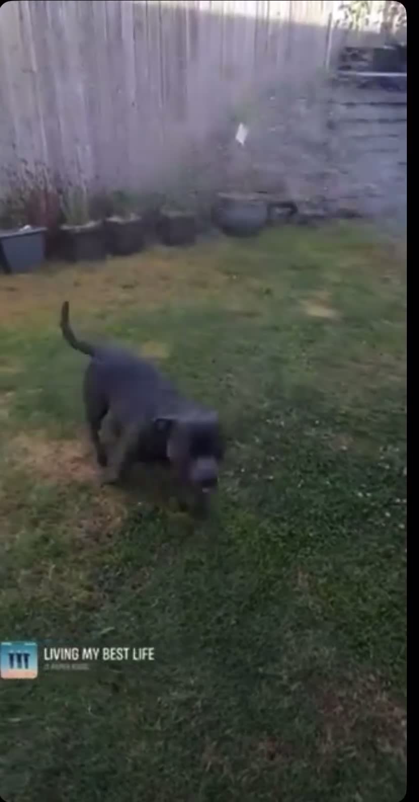 Staffordshire Bull Terrier dogs for sale: Delightful Strong Pure Staffy Bull Terrier Pups  in Doncaster - Video 2