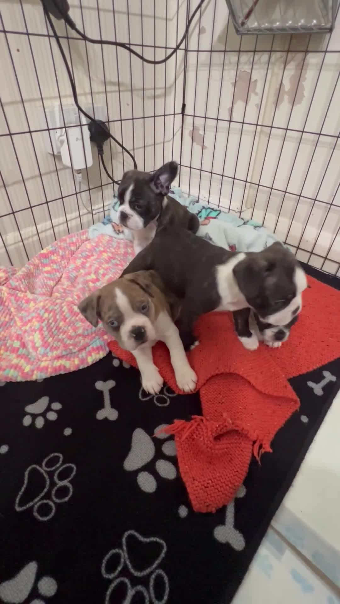 Mixed Breed dogs for sale: Boston terrier cross puppies - Video 2