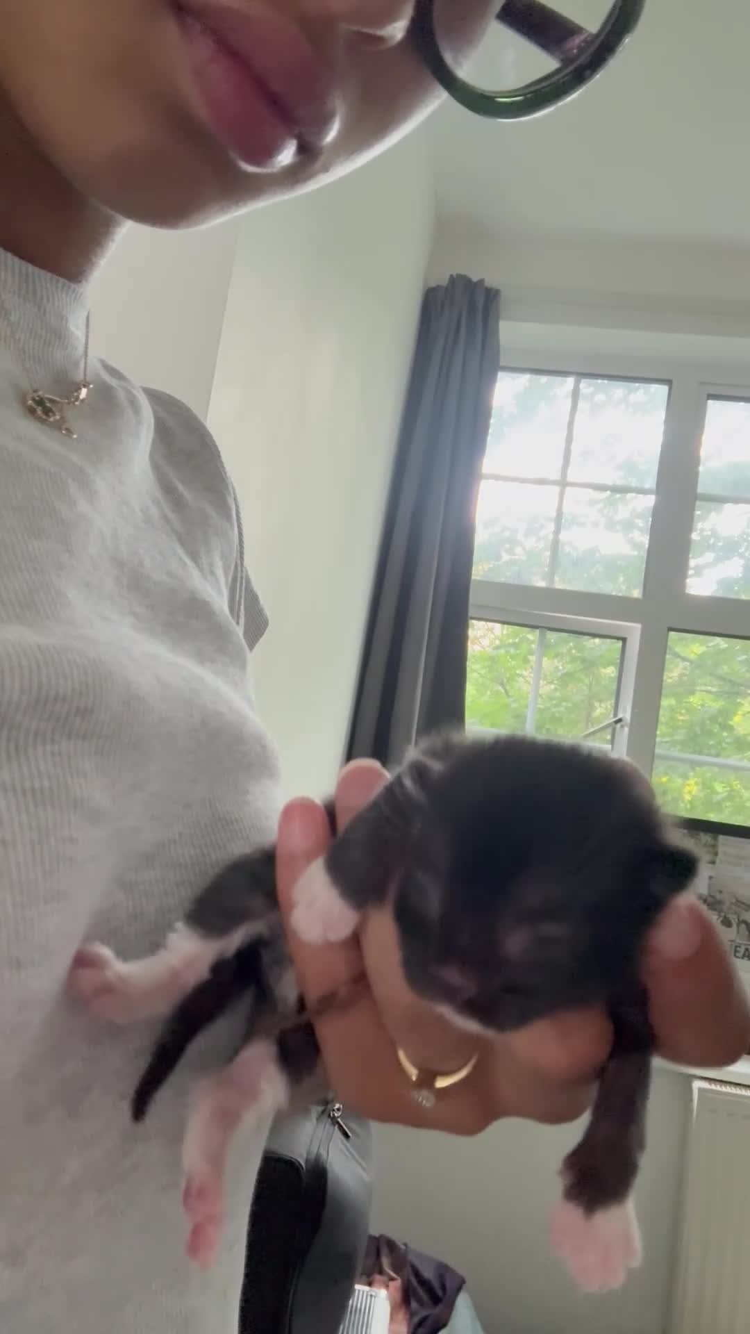 Domestic Shorthair cats for sale: Black and white kittens  - Video 3