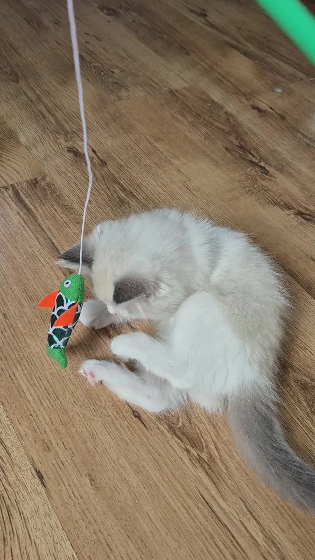 Ragdoll cats for sale: Ragdoll kittens GCCF regsitered - Video 2