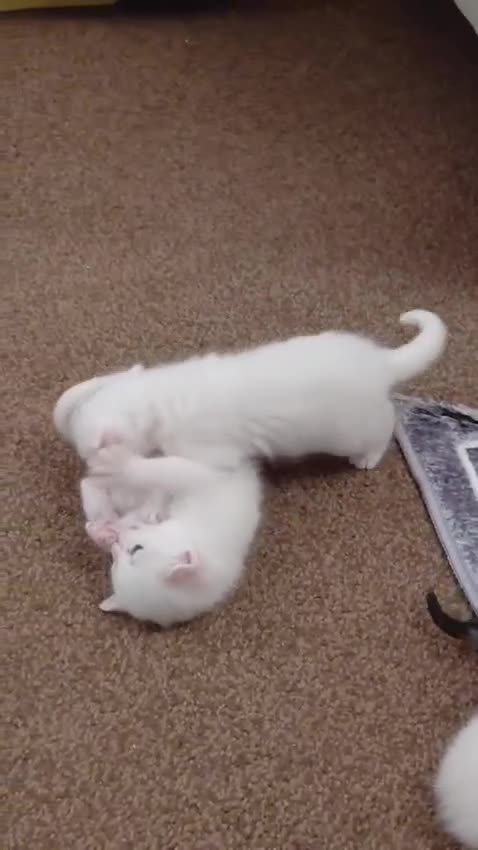 Mixed Breed cats for sale: Baby kitten - Video 1