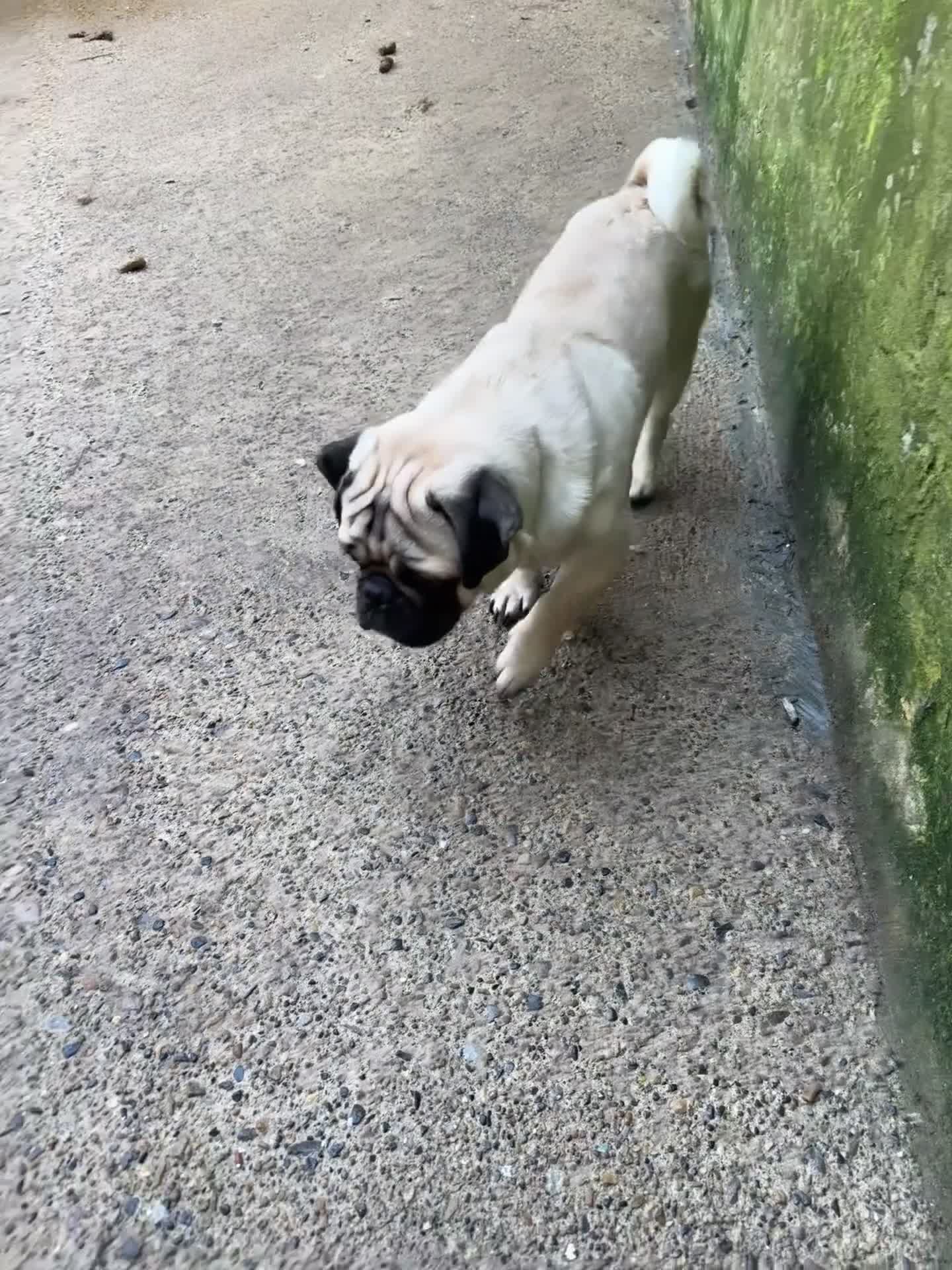 Pug dogs for stud: Pug stud  - Video 1