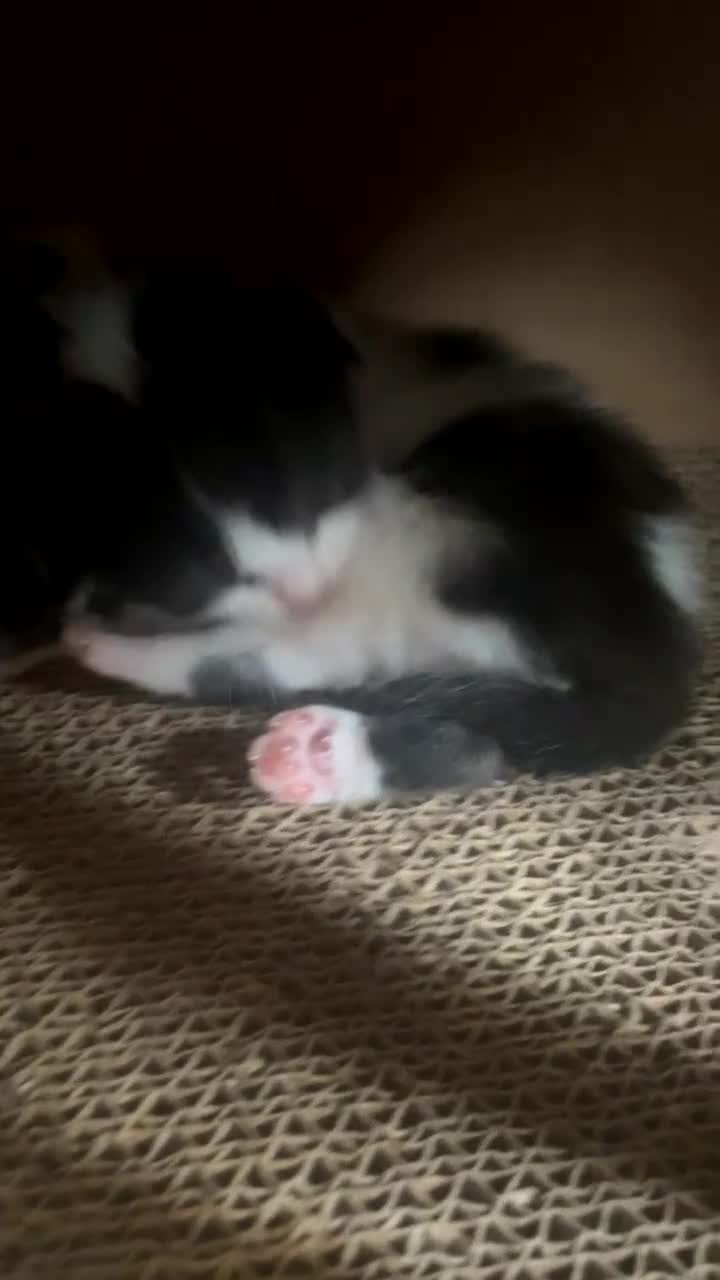 British Shorthair cats for sale: Kitten 1 and kitten 2  - Video 2