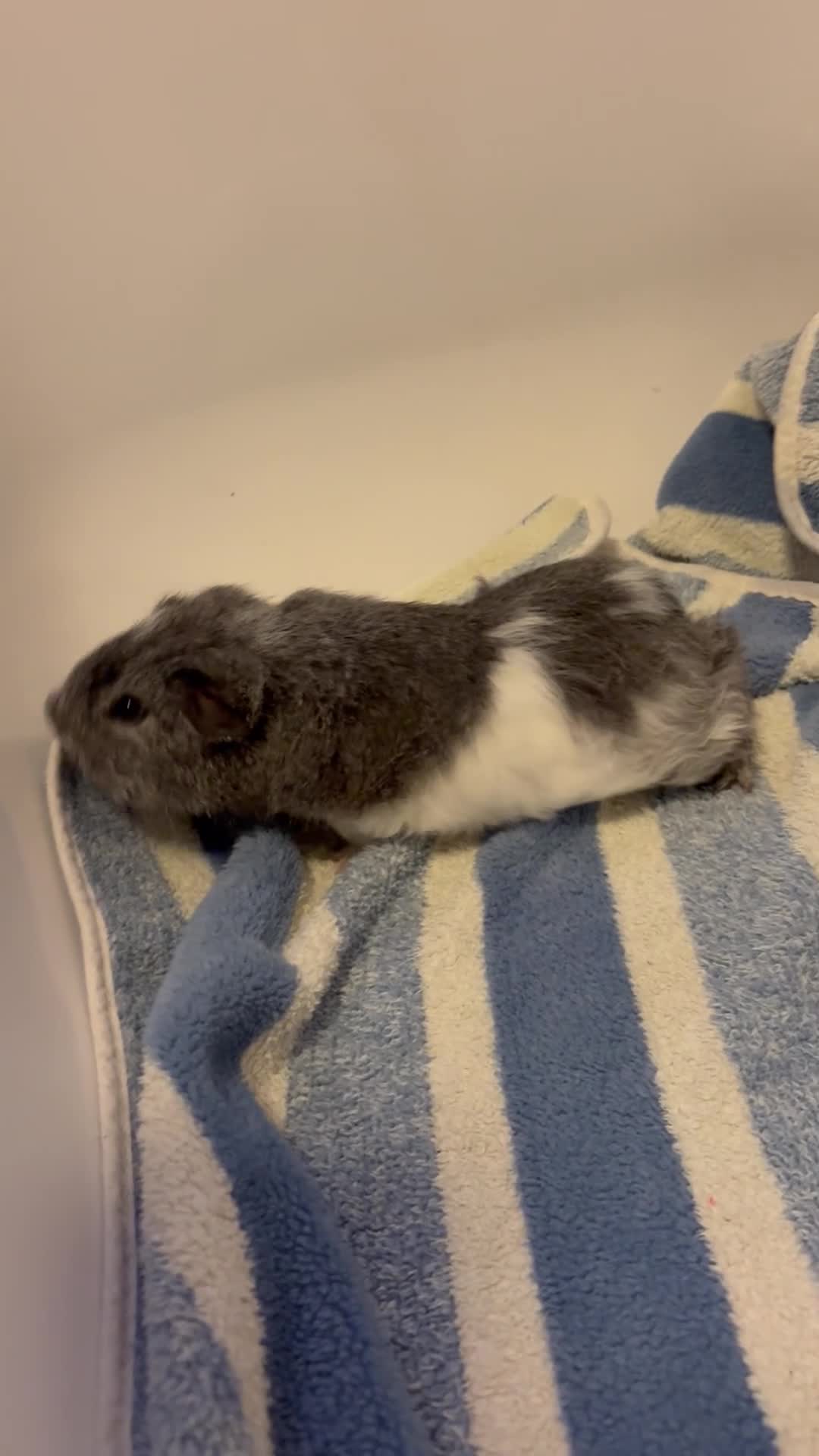 Guinea Pig rodents for sale: 12 week old boy  - Video 1