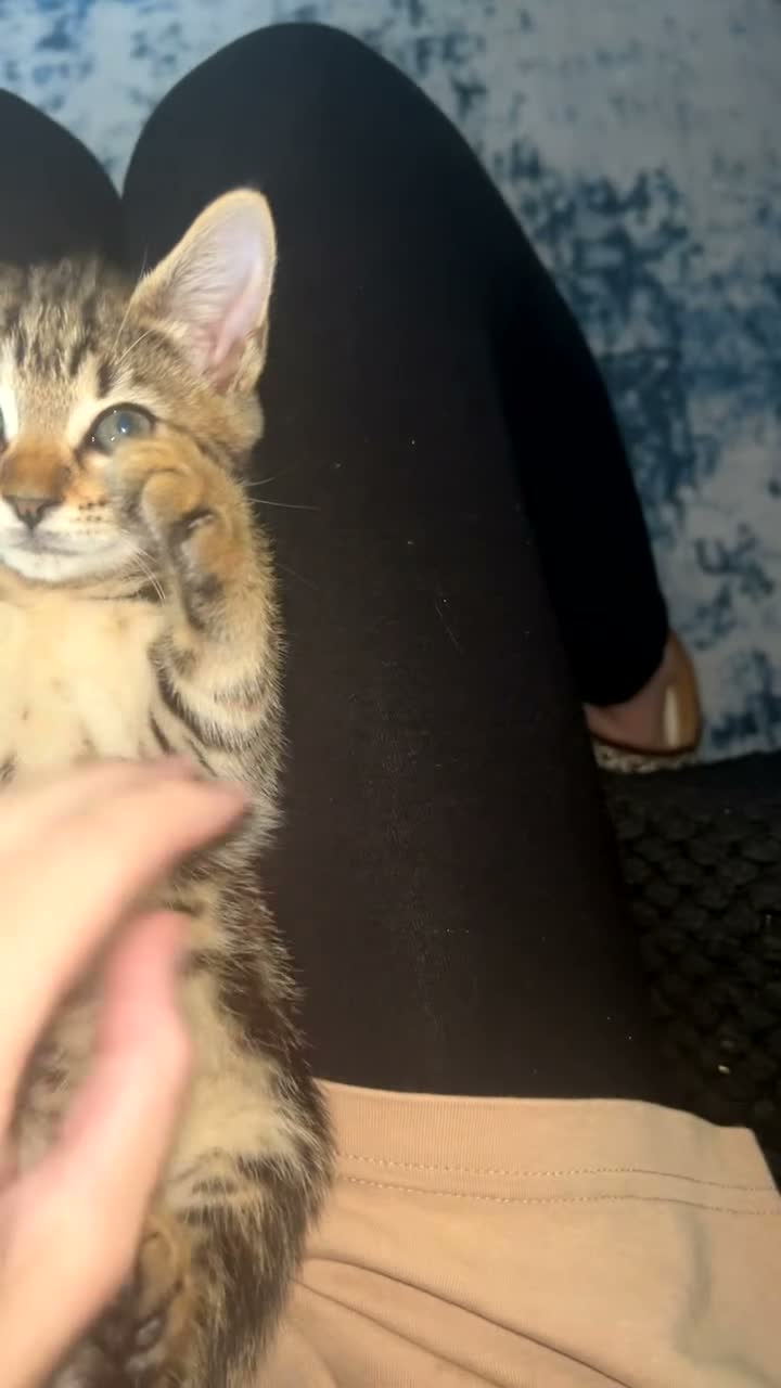 Mixed Breed cats for sale: Bengal mix - Video 1