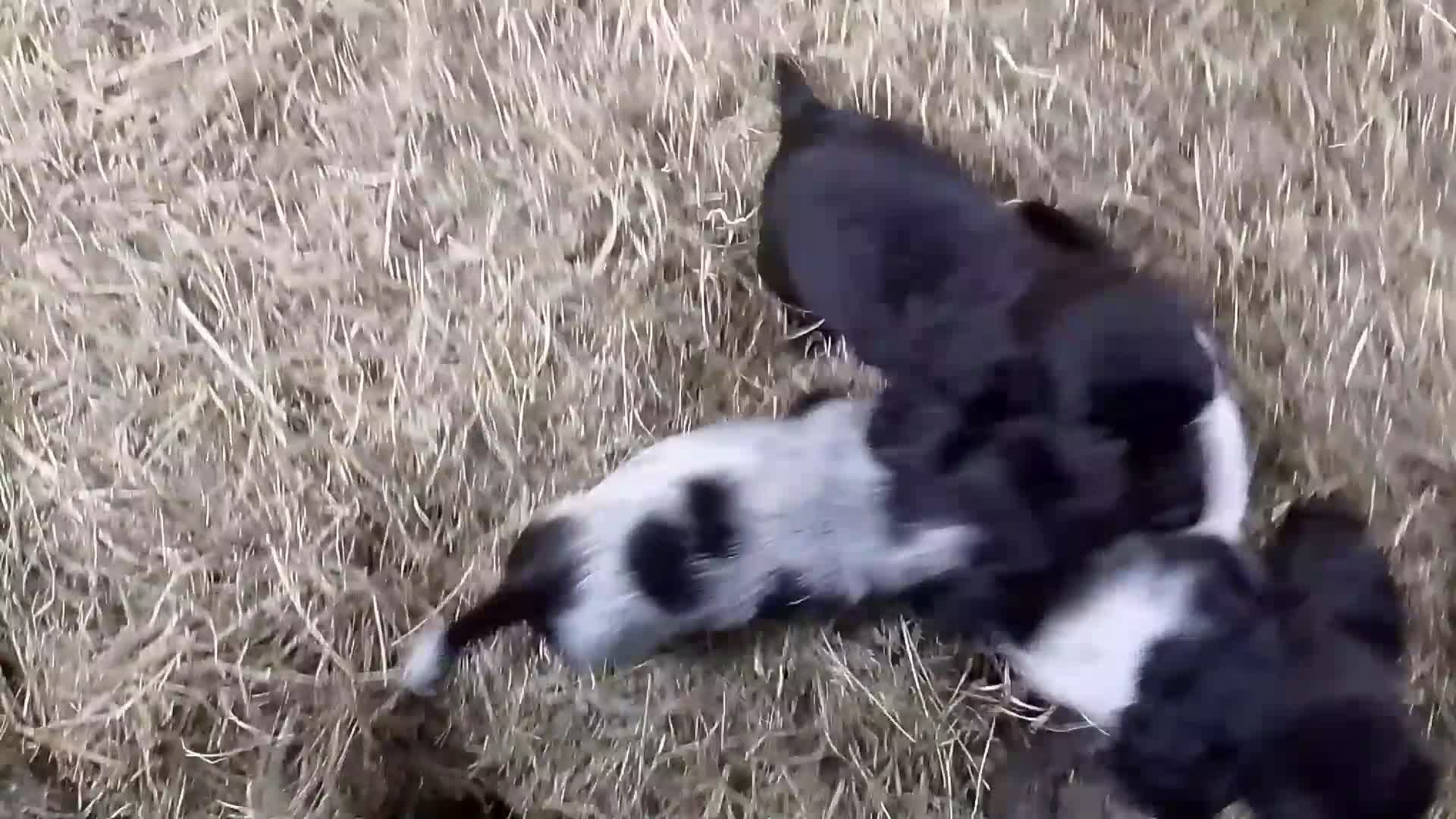 Sprocker dogs for sale: Sprocker puppies ready to go - Video 1