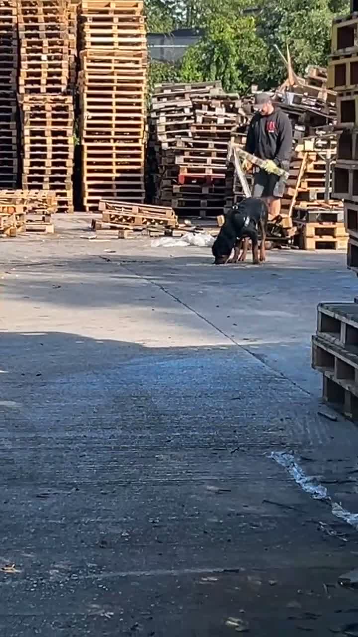 Rottweiler dogs for stud: Rottweiler For Stud - Video 1