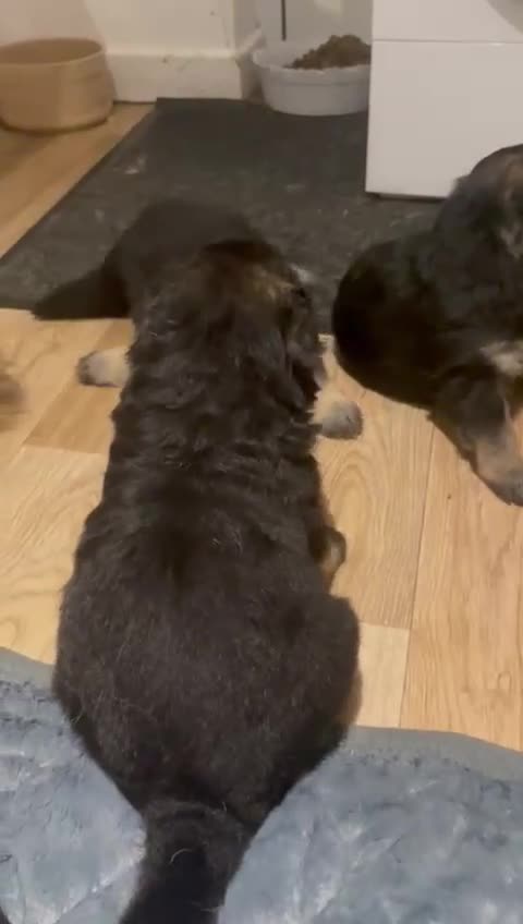 German Shepherd dogs for sale: Long-Medium hair pure bred German Shepherds 🇩🇪 - Video 5