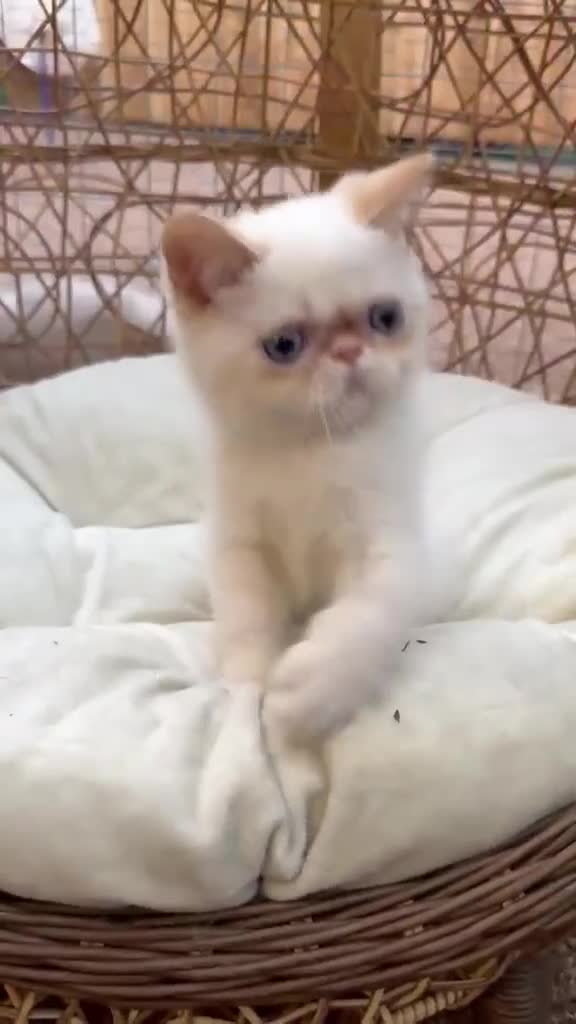 Exotic cats for sale: Stunning exotic kittens high quality m - Video 2
