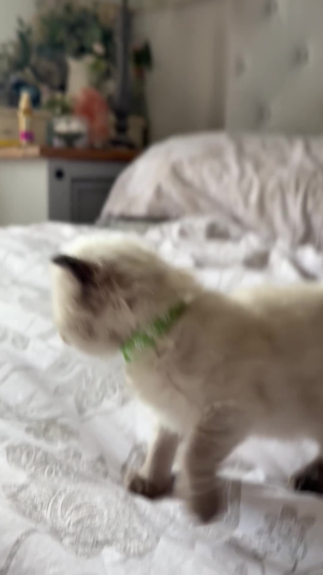 Ragdoll cats for sale: Beautiful Ragdoll Kittens – Health Tested Parents. - Video 2