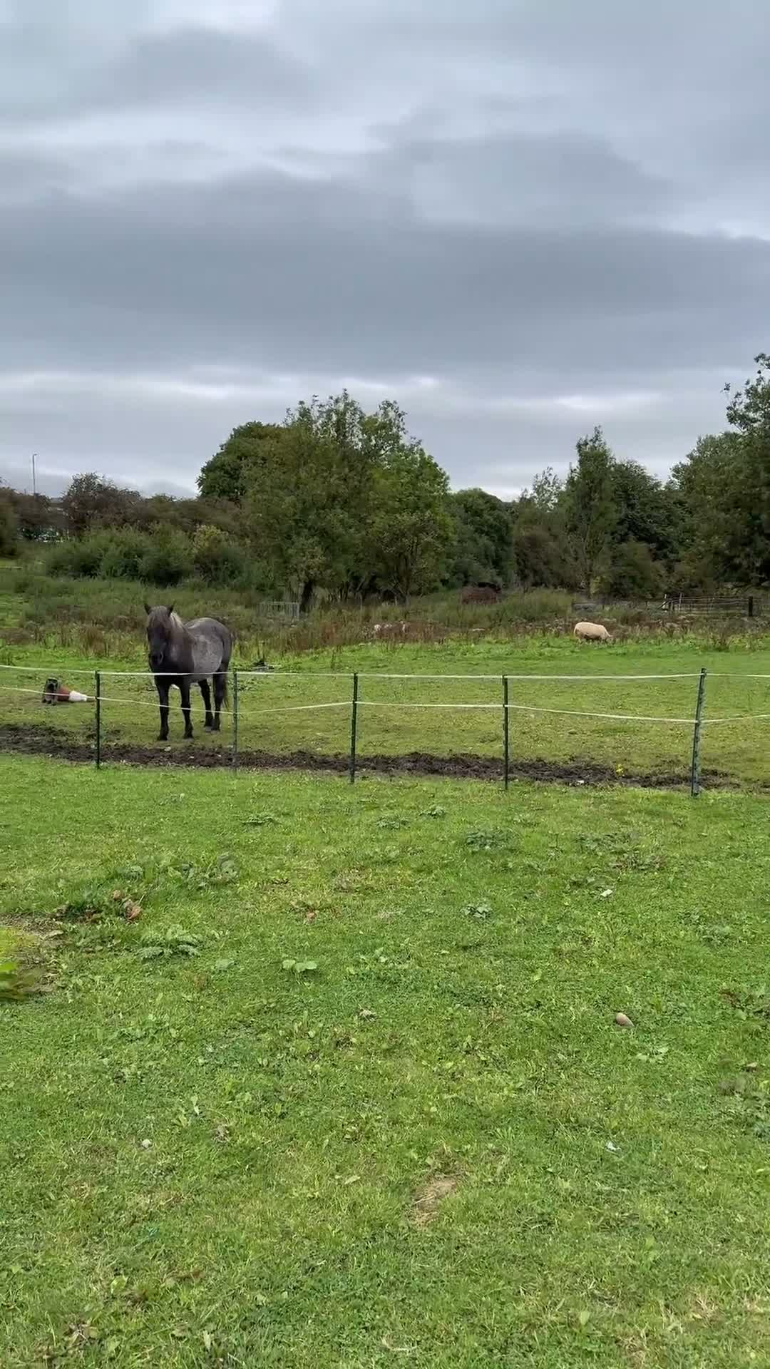 Goats livestock for sale: Two Pygmy goats seeking a new home in Denny - Video 1