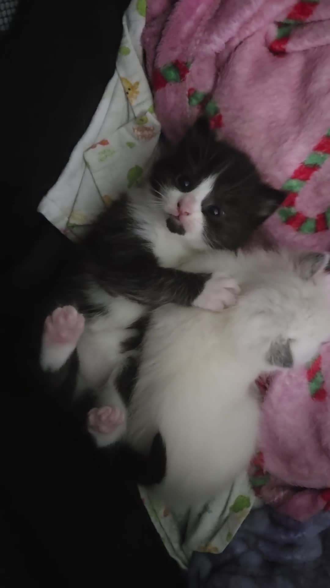 British Shorthair cats for sale: 9 gorgeous kittens - Video 1