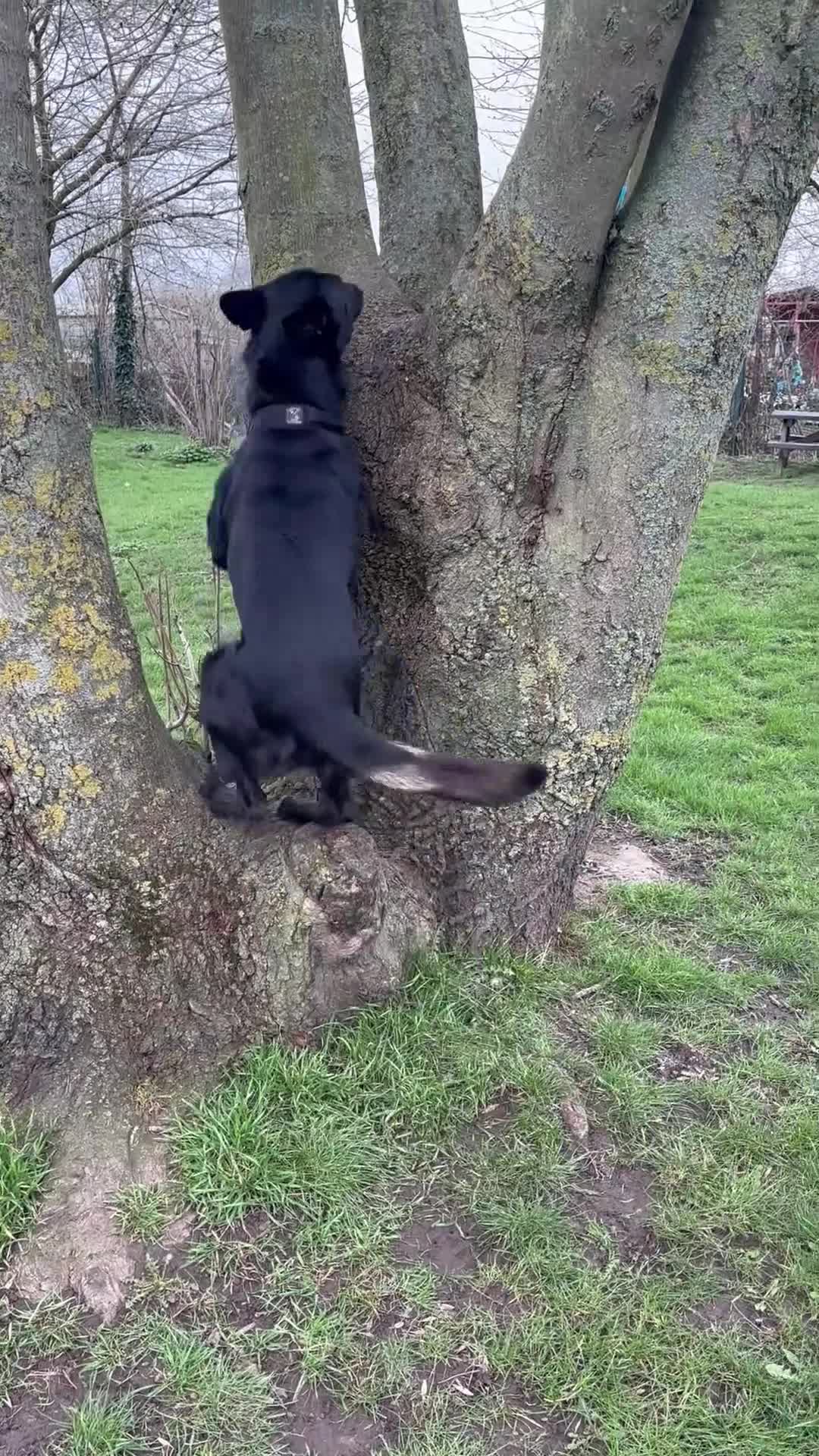 Belgian Shepherd Dog dogs for stud: Belgium Malinois  - Video 2