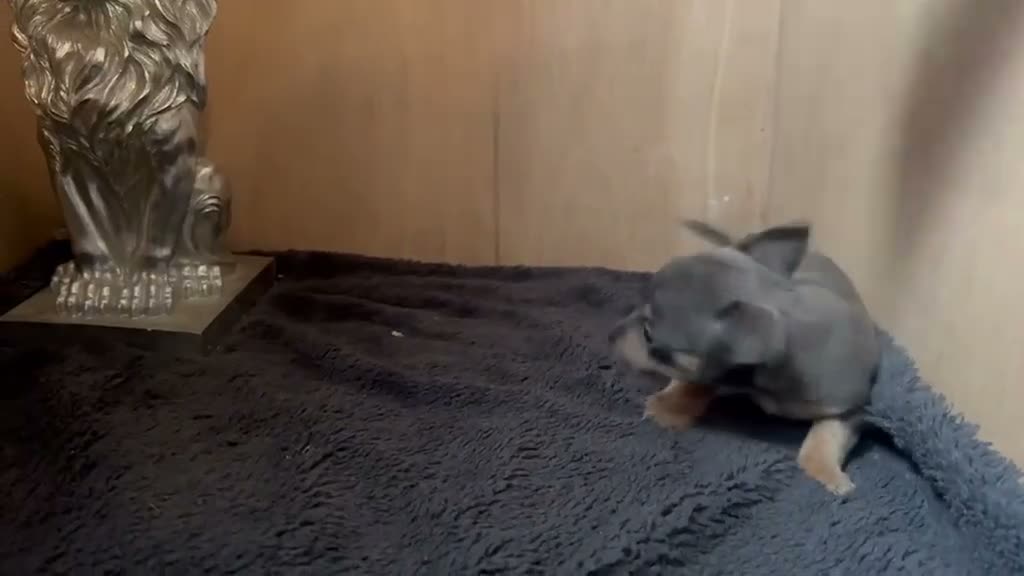 Jack Russell dogs for sale: Beautiful Jack Russell pups  - Video 5