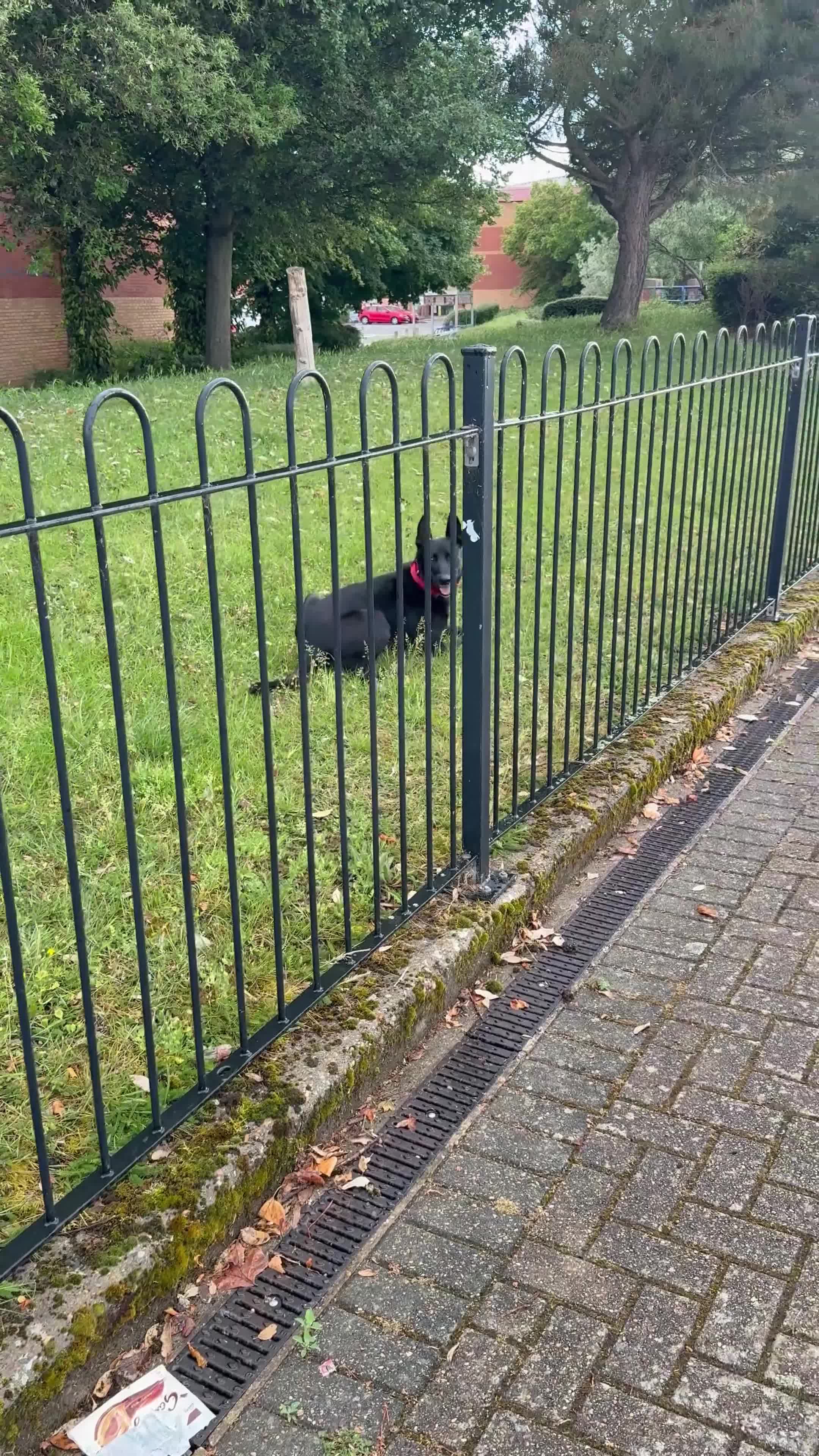 Belgian Shepherd Dog dogs for sale: Belgian Malinois for sale - Video 1