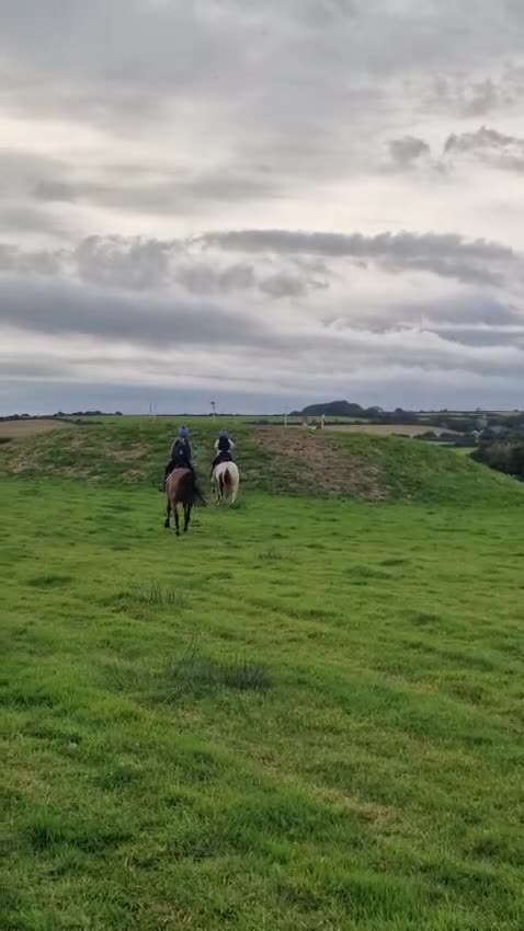 English Thoroughbred horses for sale: 15.2 hh, 11 year old thoroughbred mare  - Video 2