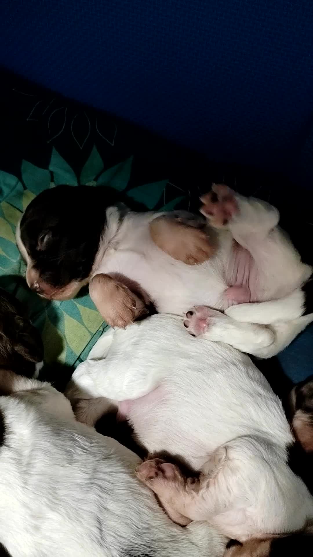 English Springer Spaniel dogs for sale: 🌟 Beautiful Springer Spaniel Litter - Video 4