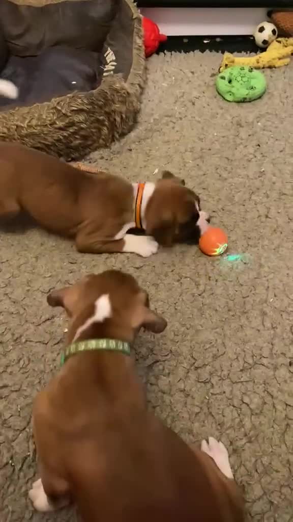 Boxer dogs for sale: Kc boxers for sale - Video 2