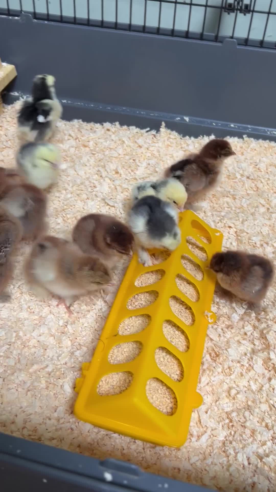 Chickens poultry for sale: LF Brahma Chicks in Darlington - Video 1