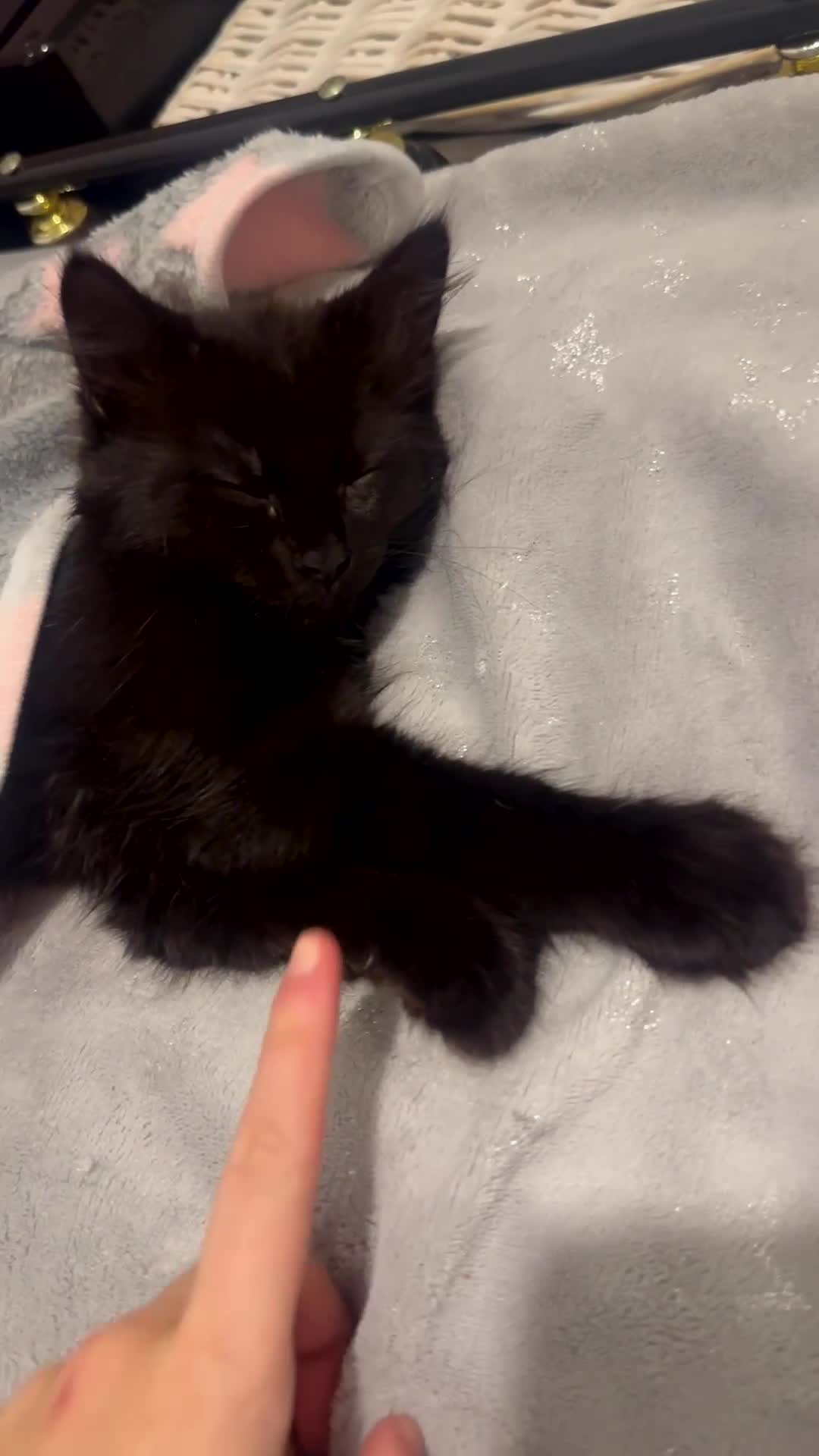 British Longhair cats for sale: British longhair kitten - Video 2