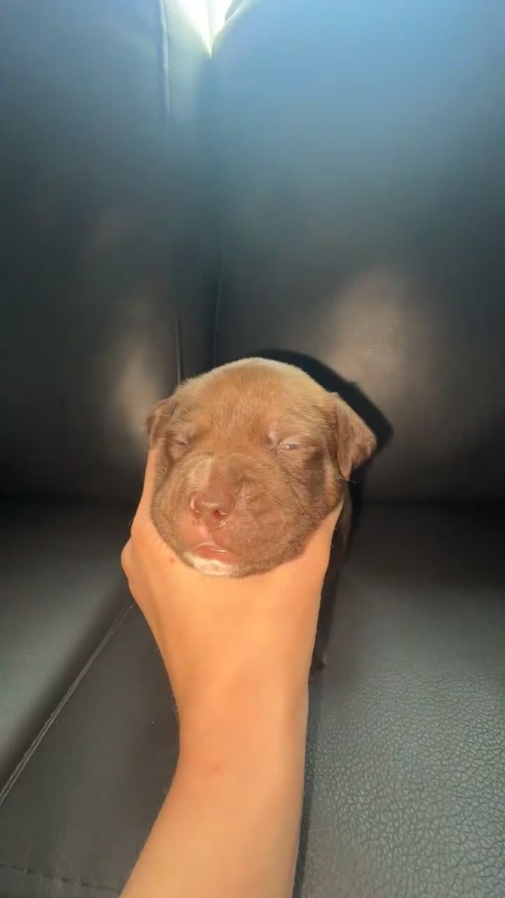 Staffordshire Bull Terrier dogs for sale: Staffordshire bull terrier’s  in Wigan - Video 3