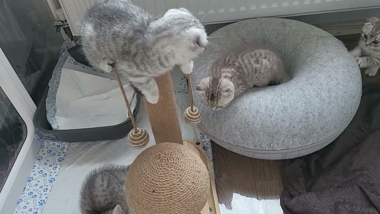 Scottish Fold cats for sale: Adorable Scottish fold kittens - Video 4