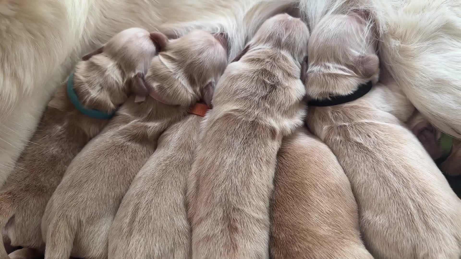 Golden Retriever dogs for sale: KC Golden Retriever Puppies ready in 10 days  - Video 4
