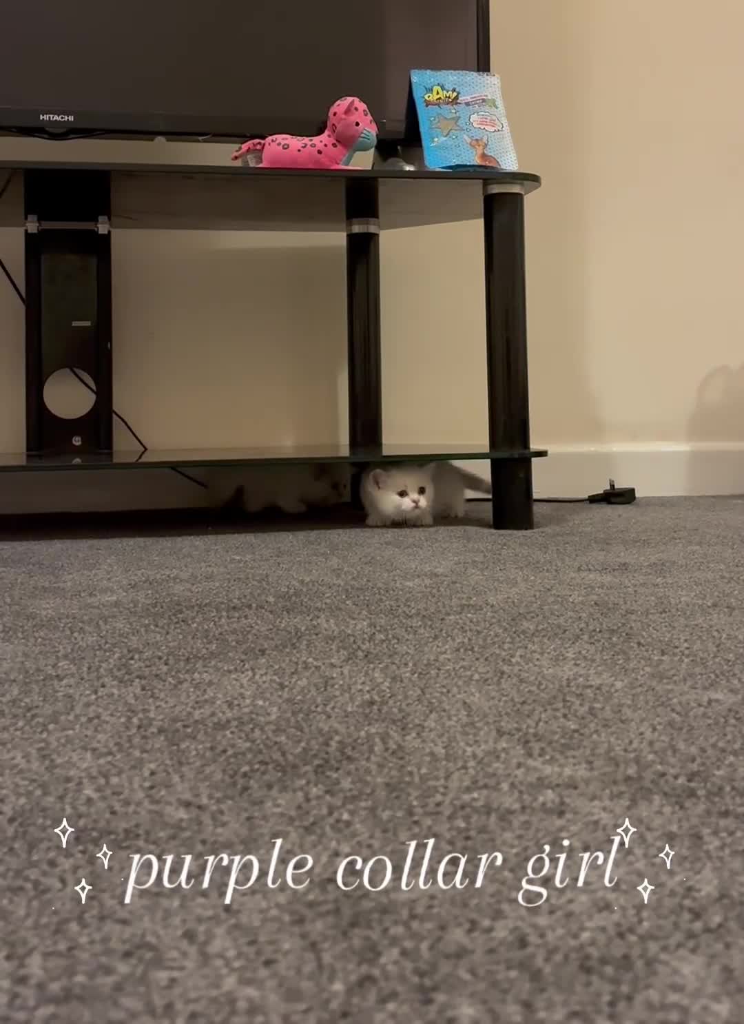 British Shorthair cats for sale: Stunning GCCF Gold/Silver Tipped BSH Kittens - Video 2