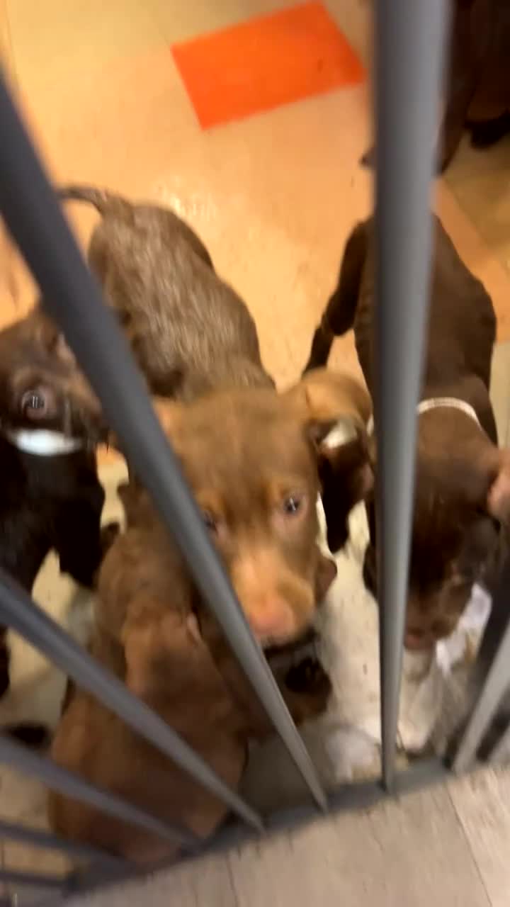 Mixed Breed dogs for sale: American pocket bully x labradoodle  - Video 1