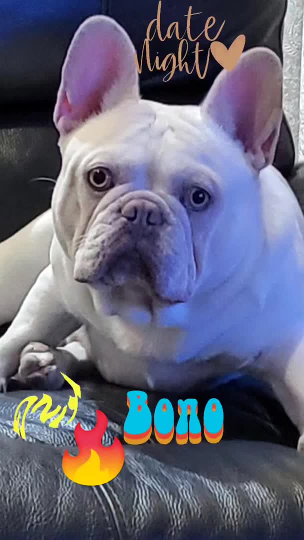 French Bulldog dogs for stud: Amazing structure and quality ‼️ in Ebbw Vale - Video 1