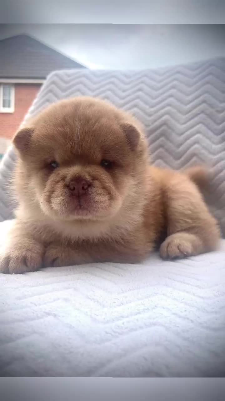 Chow Chow dogs for stud: READY FOR STUD - Video 1