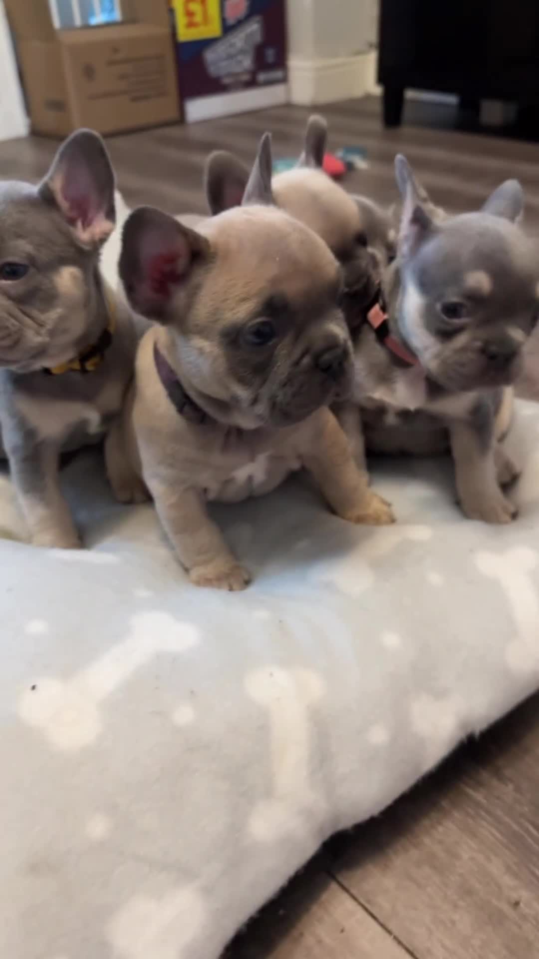 French Bulldog dogs for sale: French bulldog puppies - Video 1