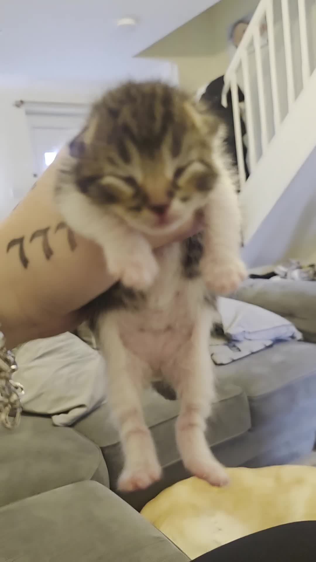 Mixed Breed cats for sale: 3 beautiful kittens - Video 3