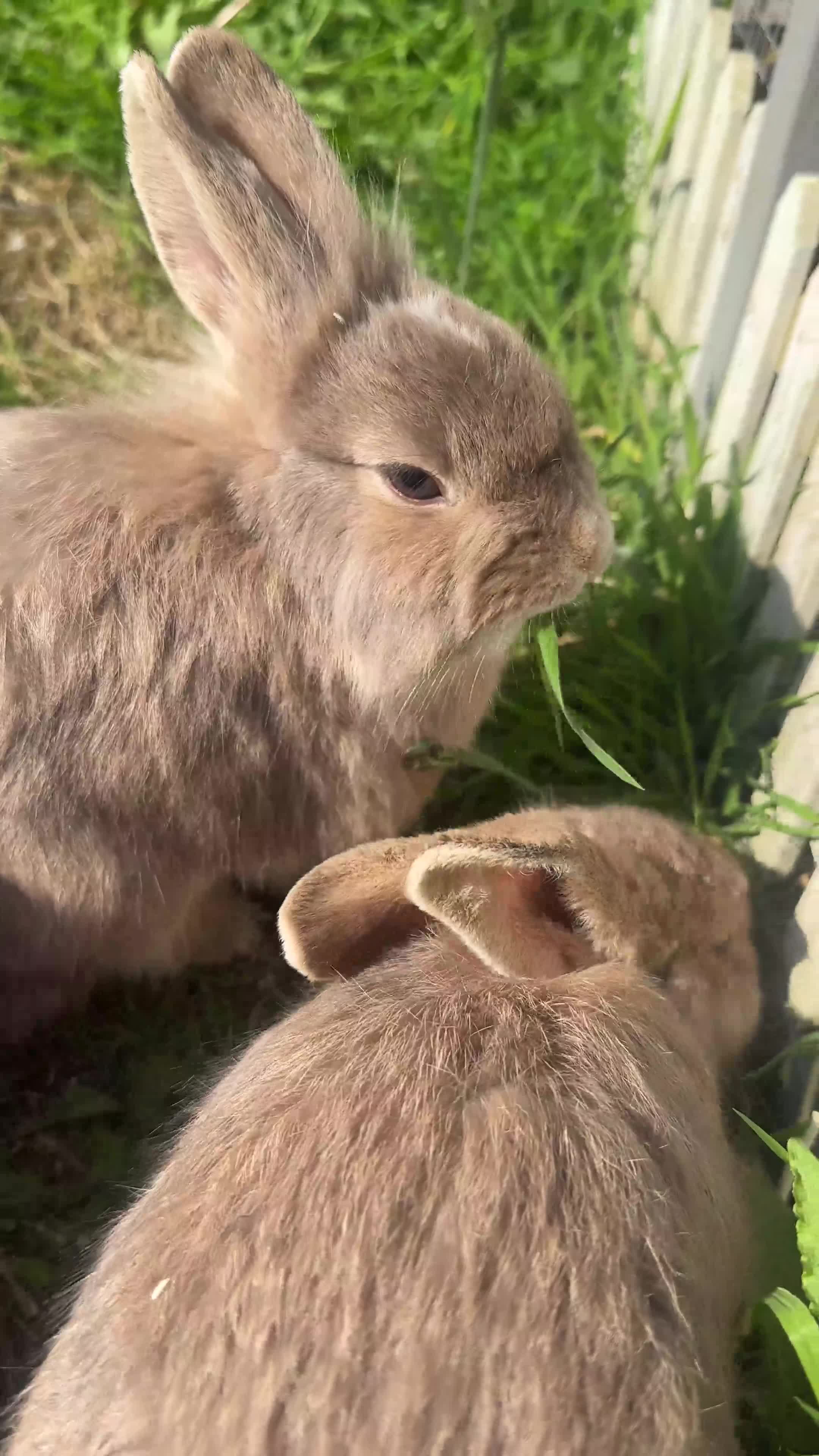 Lionhead rabbits for sale: 5 female lionhead x  - Video 1