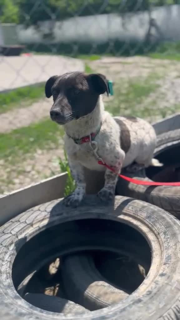 Mixed Breed dogs for adoption: 💙🐶 ATLAS – SMALL DOG, BIG LOVE FOR LIFE in Burton-on-Trent - Video 1