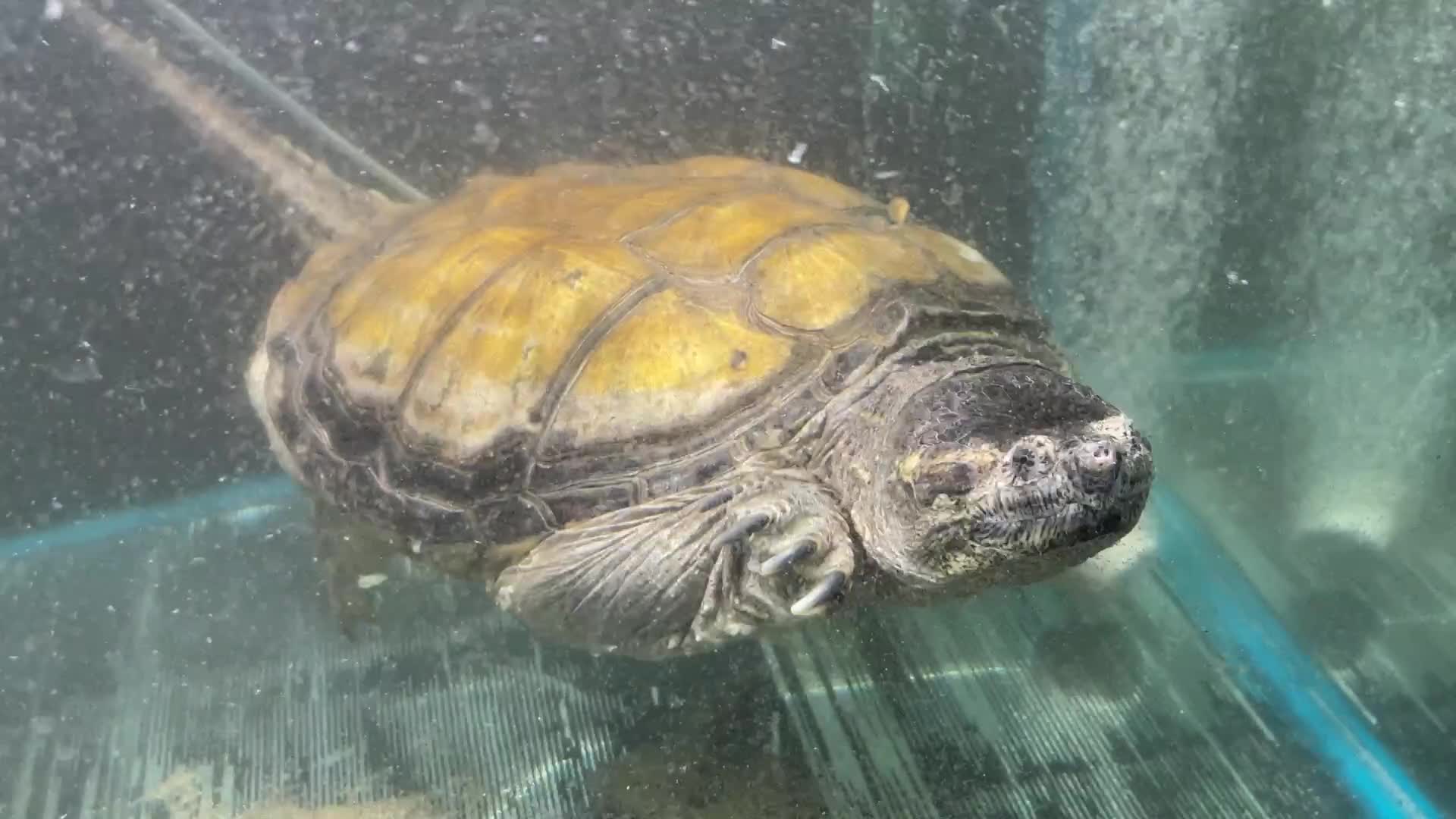 Turtle reptiles for sale: Common Snapping Turtle - Video 1