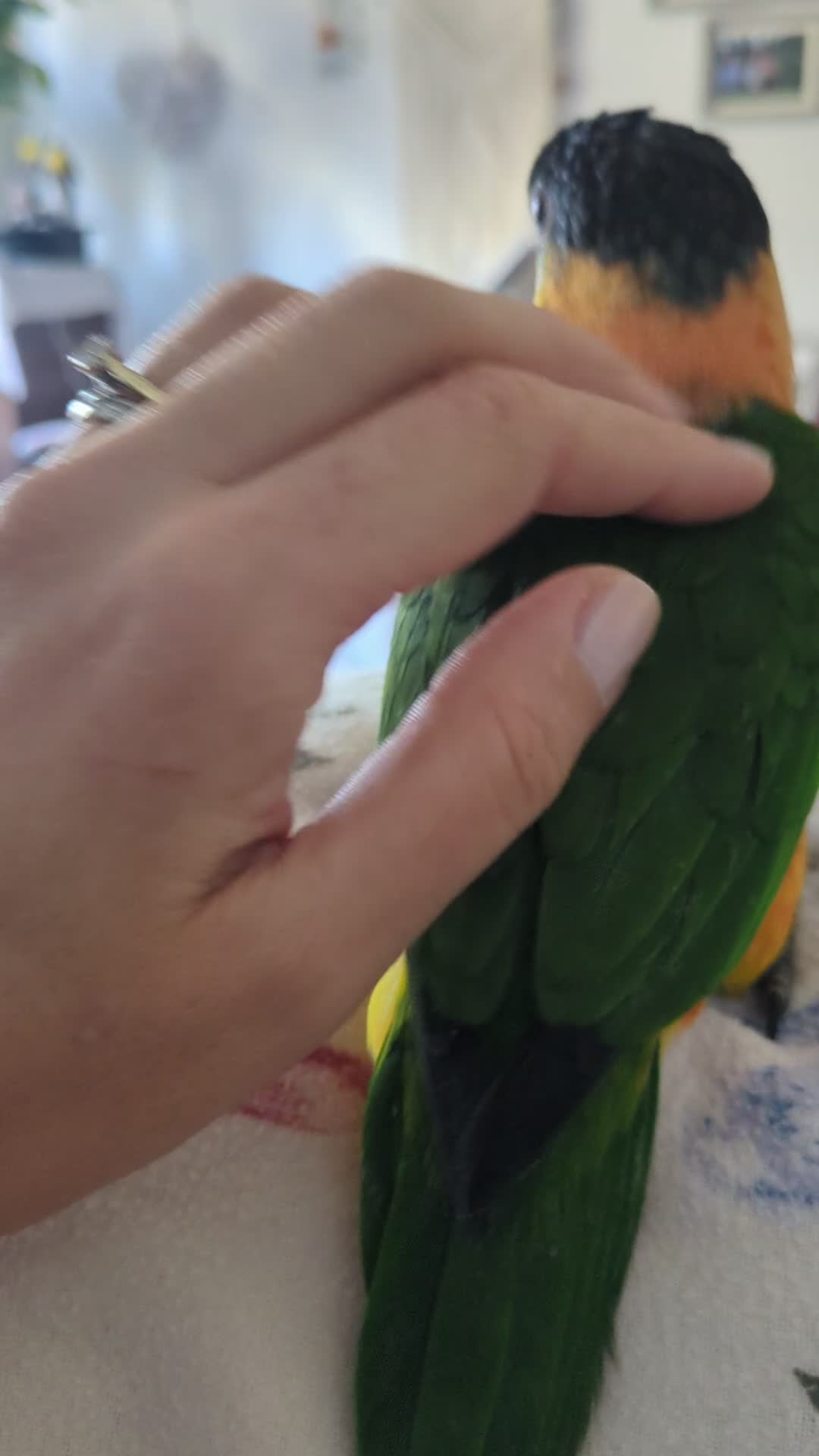 Parrots birds for sale: Black headed and yellow headed caiques babies - Video 1