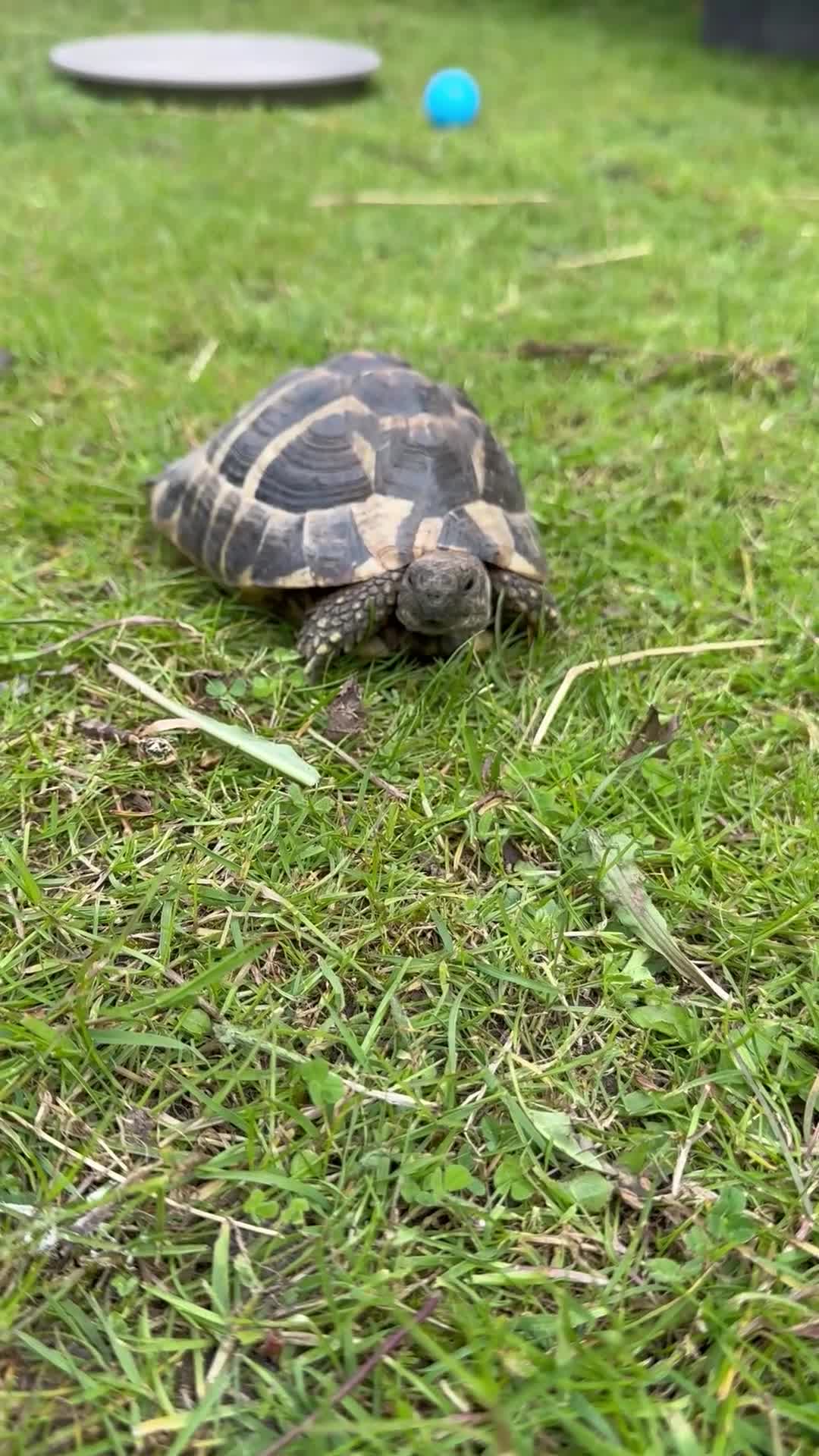 Tortoise reptiles for sale: Two hermans - Video 3