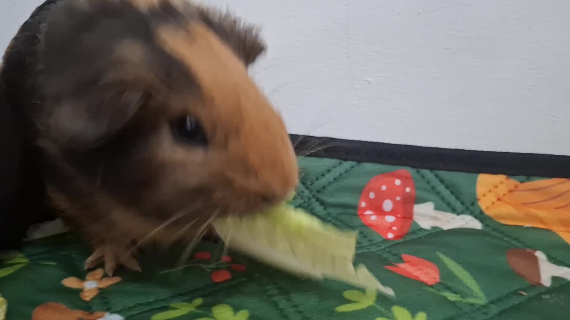 Guinea Pig rodents for sale: Precious piggies 🐷  - Video 2