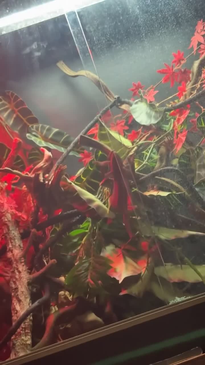 Chameleon reptiles for sale: MALE PANTHER CHAMELEON WITH FULL SET UP in Stourbridge - Video 1