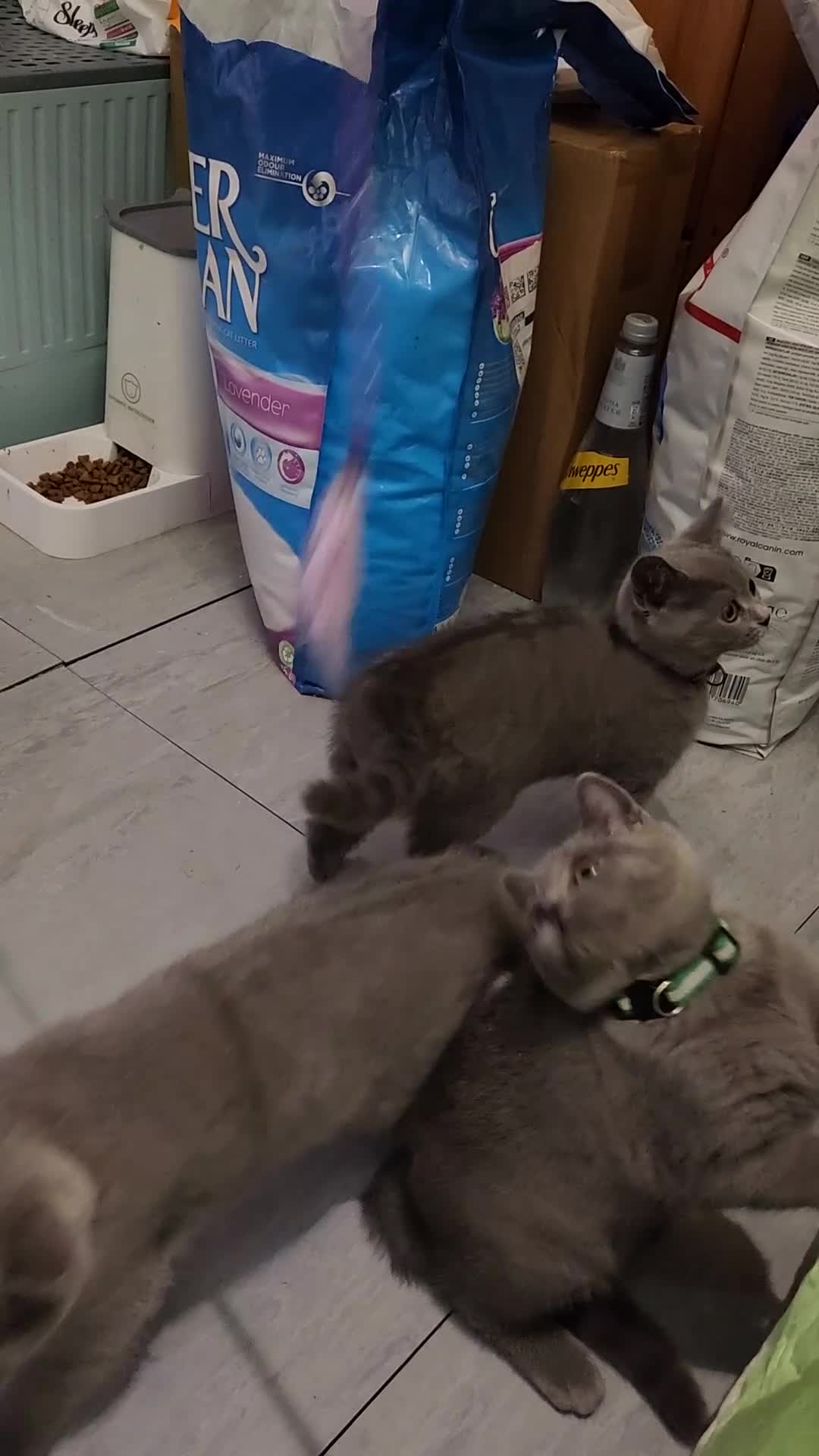 British Shorthair cats for sale: Brithish shorthair kittens ready to go  - Video 1