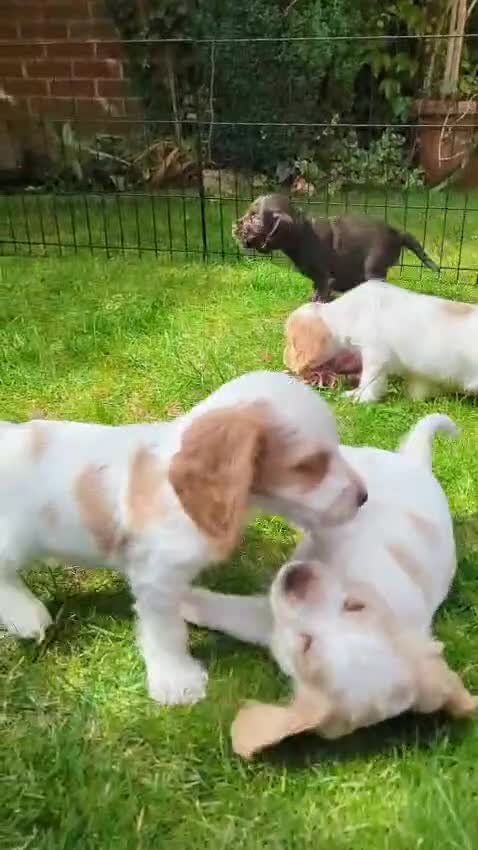Cocker Spaniel dogs for sale: ✨ Showline Cocker Spaniel puppies for sale ✨ - Video 1